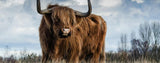 Highland Cattle – szkockie krowy wyżynne